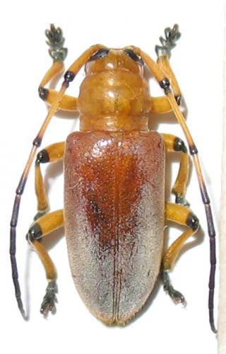 Chariesthes rubra